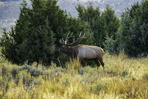 Elk looking for a fight