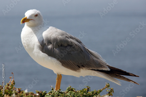 second white and grey seagull under summer sun