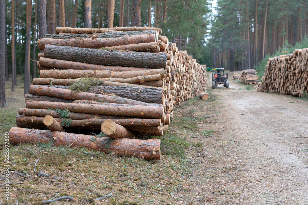 A pile of wood in a deciduous forest. Pieces of wood arranged one on top of the other. A pile of wood in a deciduous forest. Pieces of wood arranged one on top of the other.