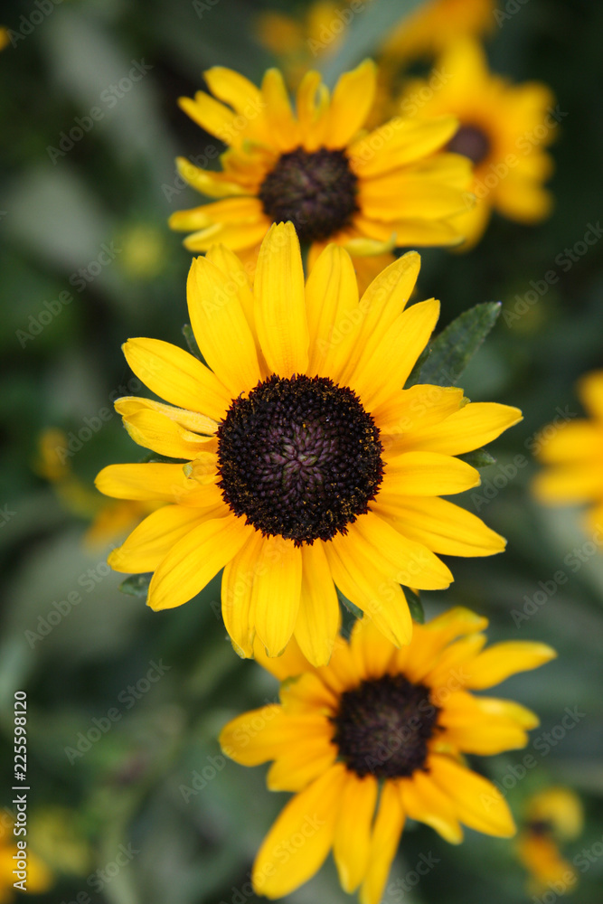 Yellow flowers in the garden Yellow flowers in the garden