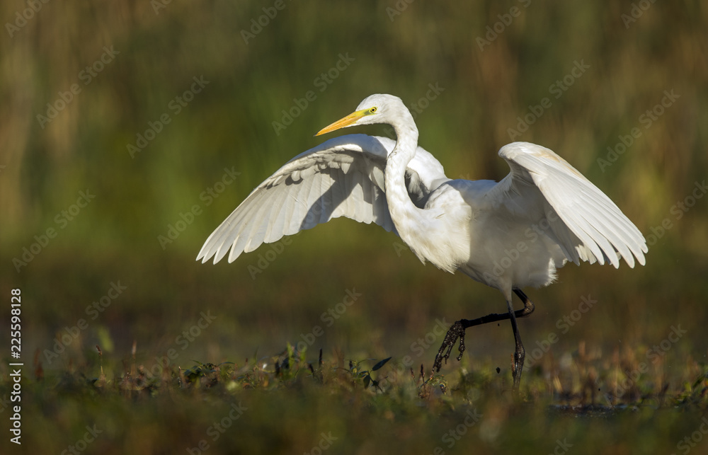 Great white egret (Egretta alba) Great white egret (Egretta alba)