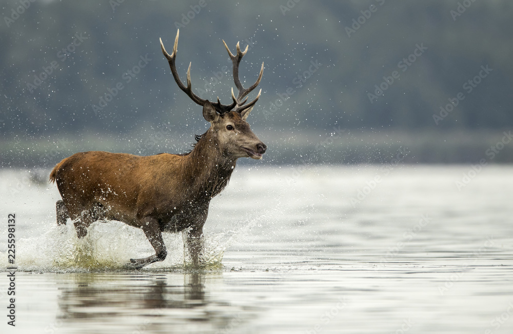 Obraz premium Deer buck (Cervus elaphus)