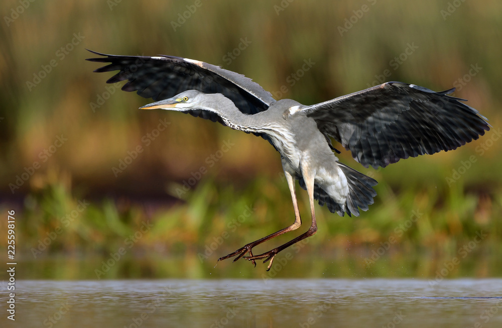 Grey heron (Ardea cinerea)