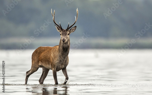 Deer buck  Cervus elaphus 