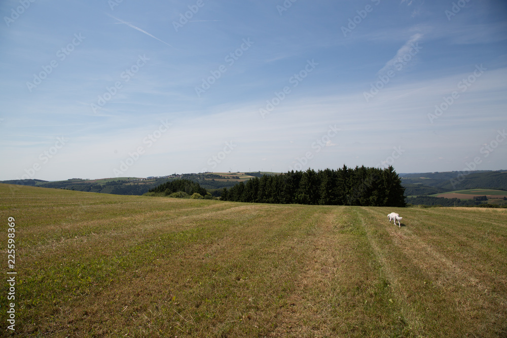 white dog in a landscape with grass field and blue sky