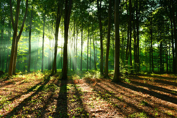 Papier peint photo Le salon Brume matinale en sous-bois sauvage  © Piotr Krzeslak