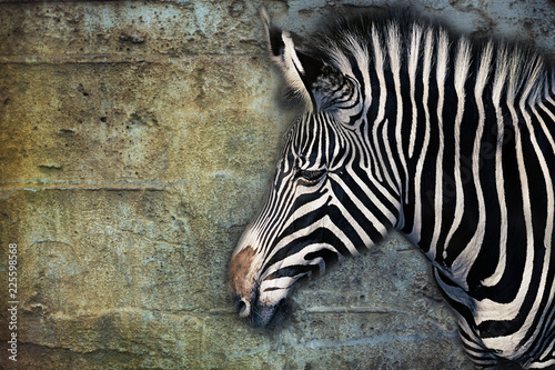 Portrait of a Zebra against an aged stone wall, composite