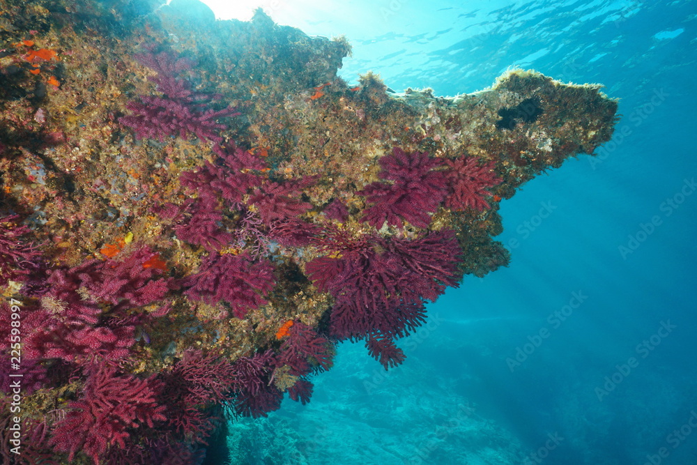 Fototapeta premium Gorgonian soft coral below rock underwater in the Mediterranean sea, violescent sea-whip Paramuricea clavata, Cap de Creus, Costa Brava, Spain