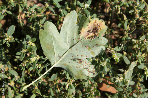 Aphids on green leaf of Common hawthorn or Crataegus monogyna