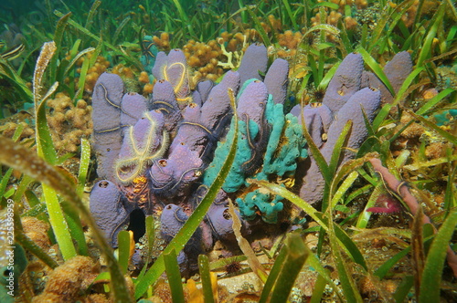 Colorful sea sponges underwater, Aiolochroia crassa and Amphimedon erina with some brittle stars and turtlegrass, Caribbean sea, Panama, Central America photo