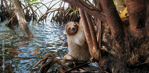 A three toed sloth in the mangrove on the sea shore, Central America