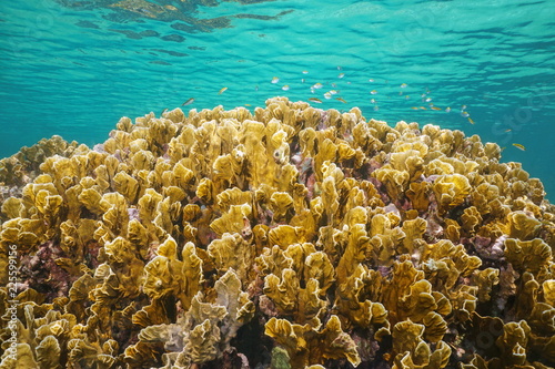 Fototapeta Naklejka Na Ścianę i Meble -  Underwater bladed fire coral, Millepora complanata, with small fish below water surface in the Caribbean sea