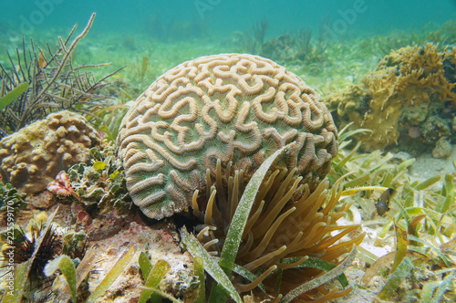 Underwater marine life, boulder brain coral, Colpophyllia natans, in the Caribbean sea photo