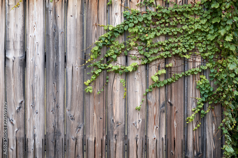 Wood Wall With Ivy Wood Wall With Ivy