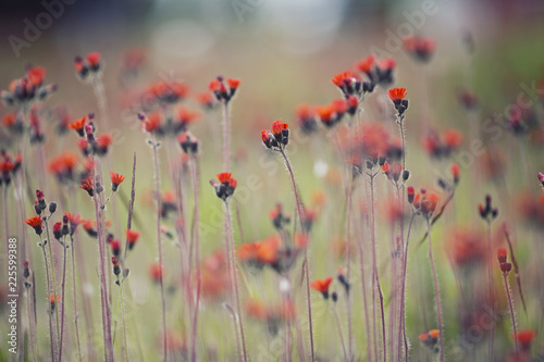 Field Of Delicate Red Flowers