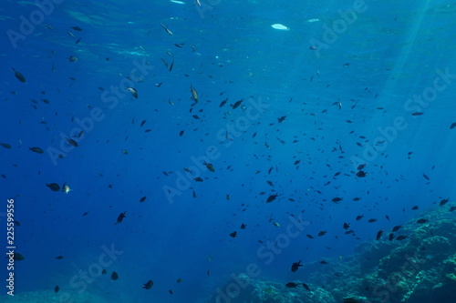 A shoal of fish underwater in the Mediterranean sea (damselfish Chromis chromis), France