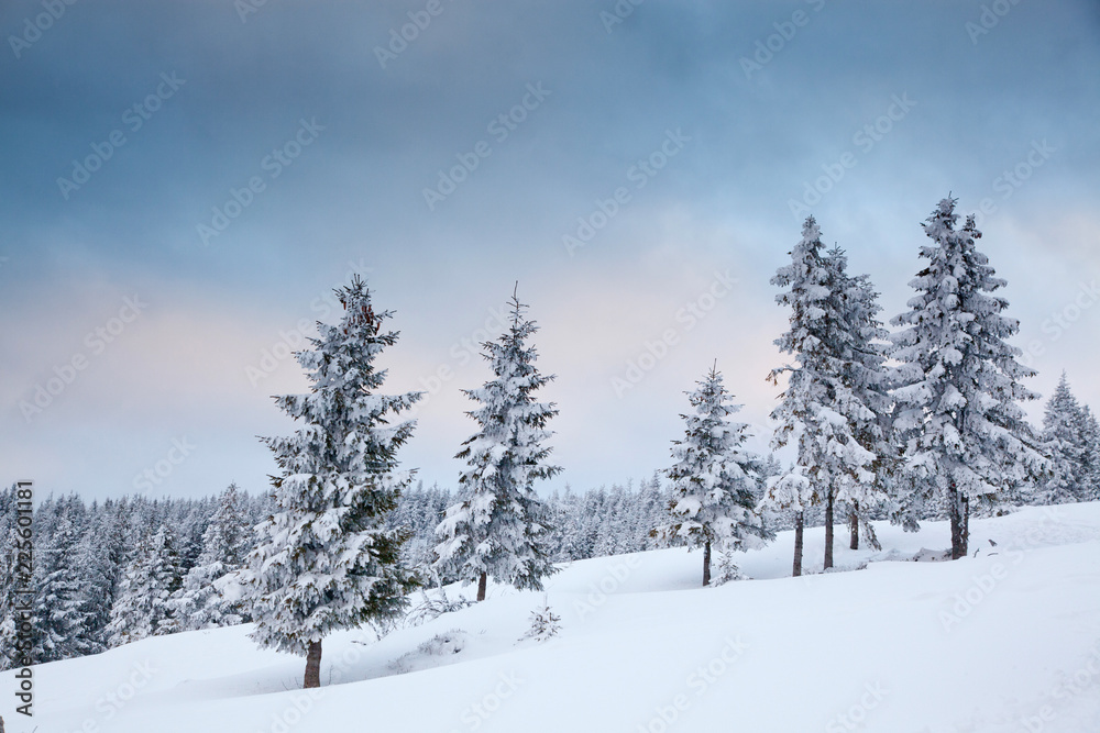 winter background of snow covered fir trees in the mountains