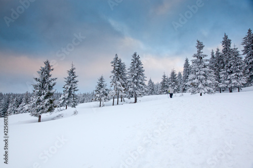 winter background of snow covered fir trees in the mountains © Melinda Nagy