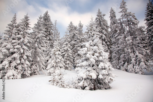winter background of snow covered fir trees in the mountains