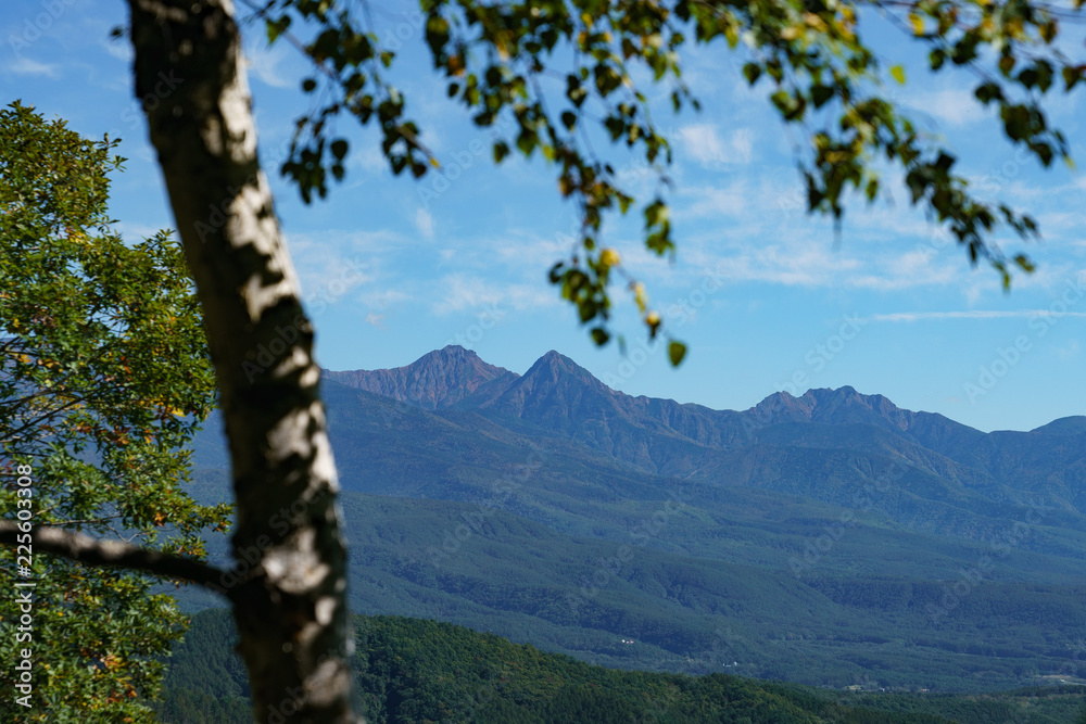 Obraz premium 白樺越しの八ヶ岳