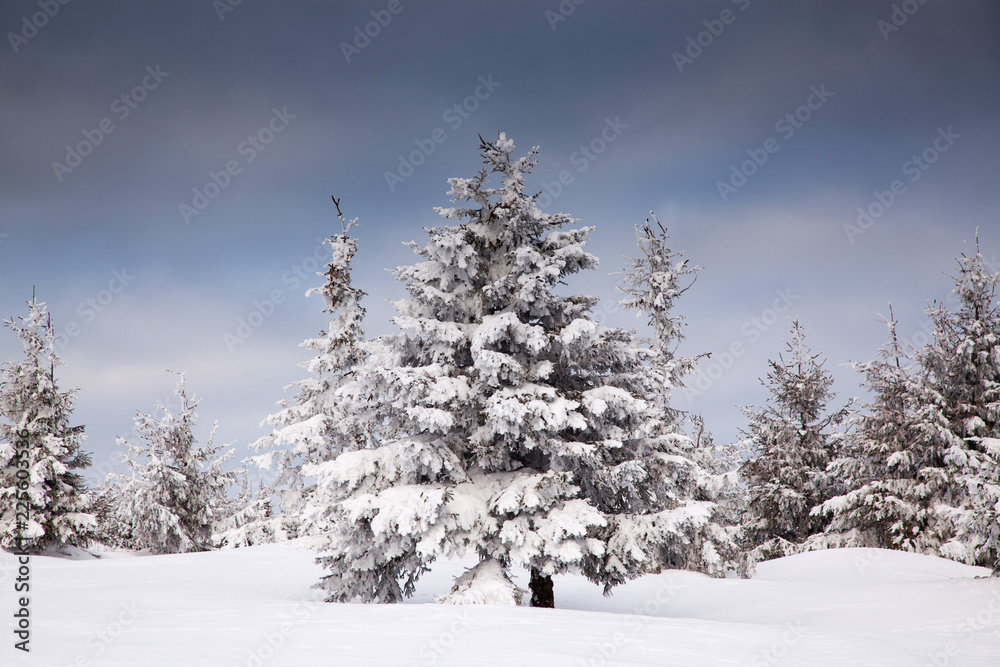 winter background of snow covered fir trees in the mountains winter background of snow covered fir trees in the mountains