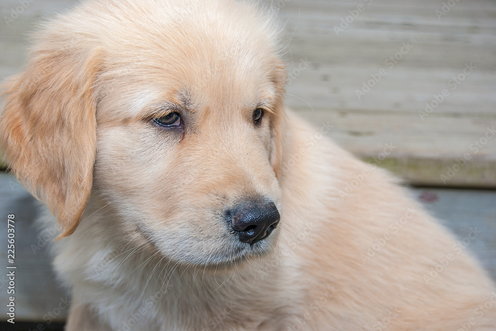 close up of blond golden retriever puppy with rustic wood background