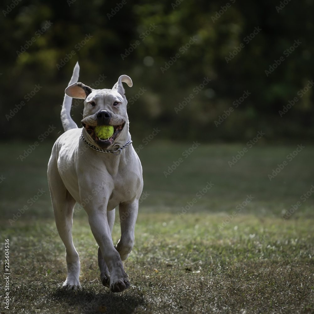 Young, White american bulldog plays in the grass.
