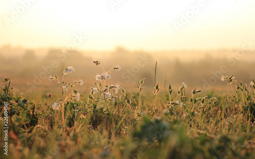 Wildflowers at dawn