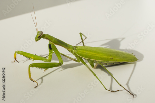 A female mantis. Predatory insect.
