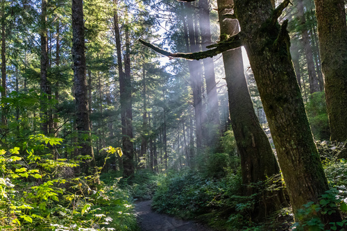 This image was taken in the rain forest during the hike to second beach at La Push, Washington.