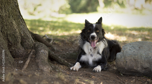 Tender Border Collie puppy lying between a stone and a tree