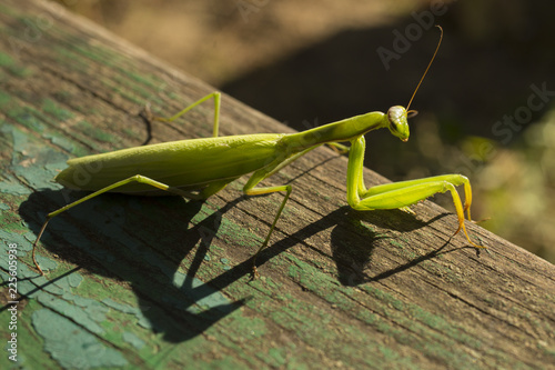 Mantis climbed onto the bench. A female mantis. Predatory insect.