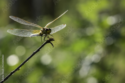 Yellow dragonfly sitting on a tree branch on a green background