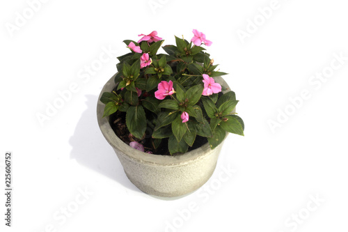 Green potted plant isolated on white background.