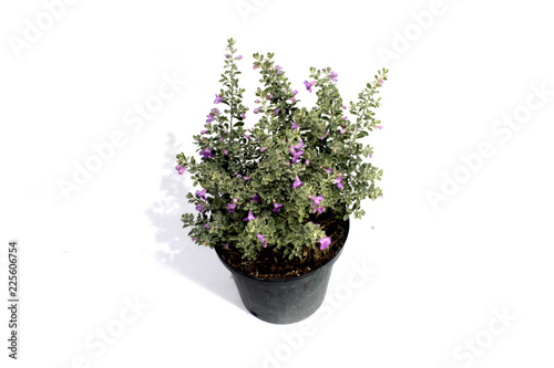 Green potted plant isolated on white background.