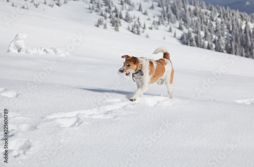 Fototapeta Naklejka Na Ścianę i Meble -  happy fox terrier playing in fresh snow on a beautiful winter day