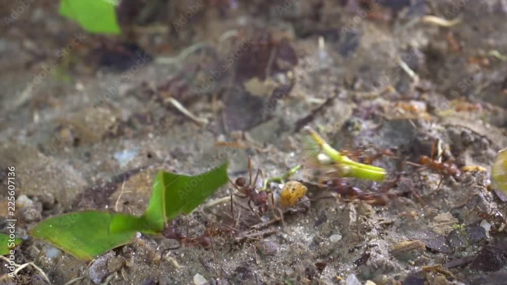 Slow motion shot of leaf cutter ants (Atta sp.) carrying pieces of leaves to their nest in the rainforest, Ecuador. Tiny workers (minims) are riding on the leaves. Slow motion shot of leaf cutter ants (Atta sp.) carrying pieces of leaves to their nest in the rainforest, Ecuador. Tiny workers (minims) are riding on the leaves.