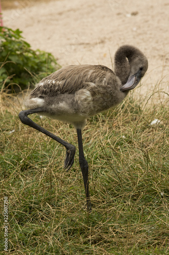 Greater flamingo ( Phoenicopterus roseus). photo