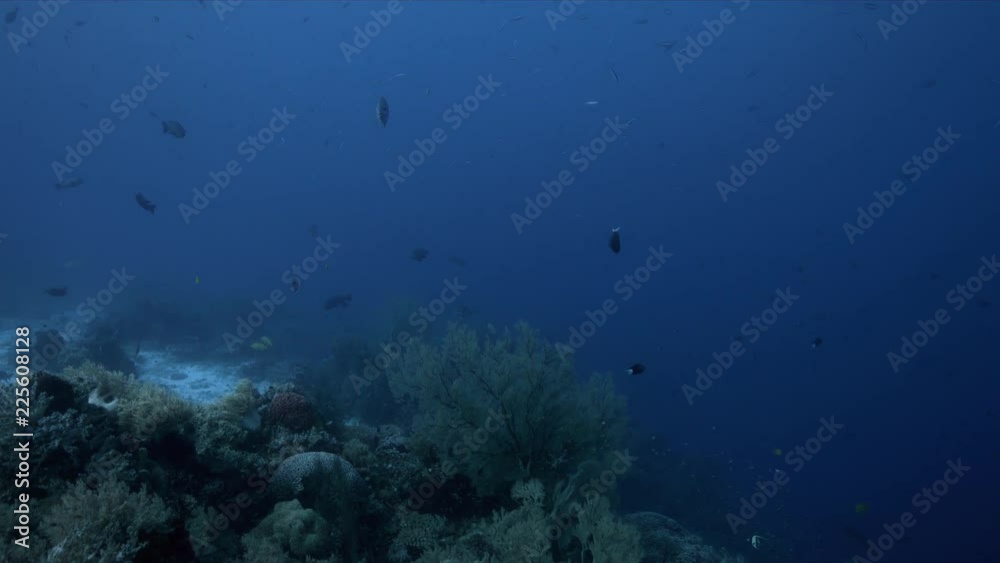 Swimming along the Edge of a coral reef with big sea fans and plenty fish. 4k footage Swimming along the Edge of a coral reef with big sea fans and plenty fish. 4k footage