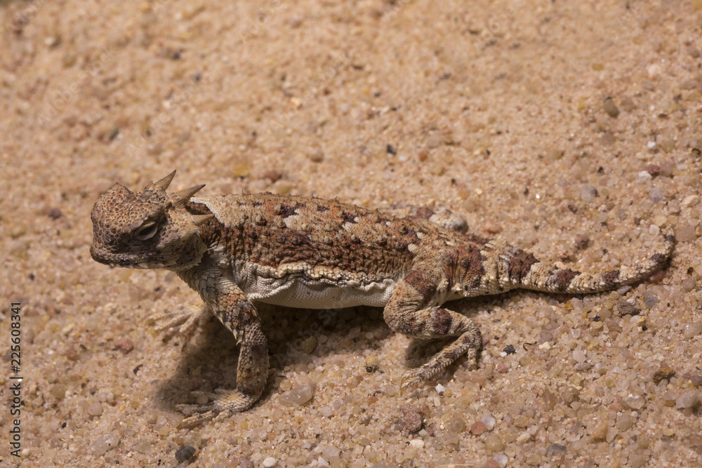 Desert Horned Lizard (Phrynosoma platyrhinos). Desert Horned Lizard (Phrynosoma platyrhinos).