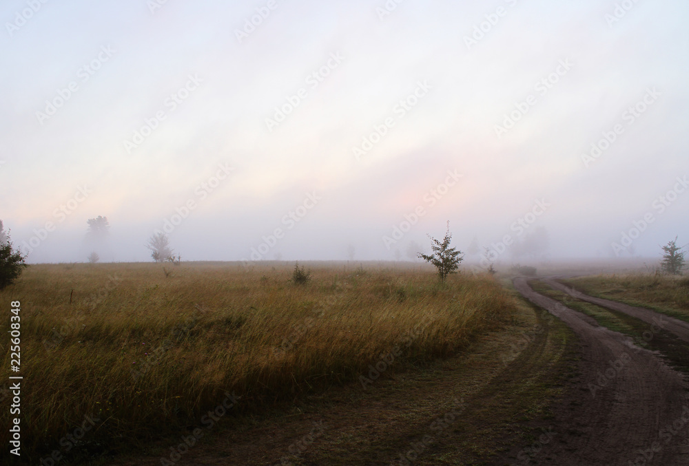 Morning fog in the field. Car trail. Green grass and trees