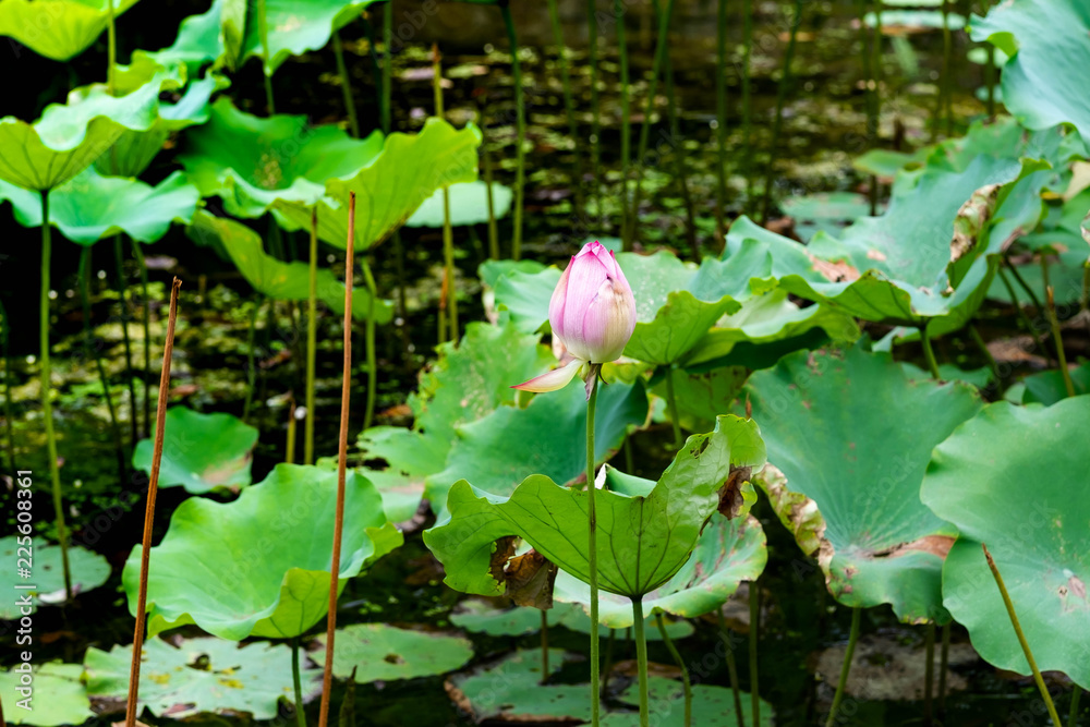 Background is the lotus leaf and lotus bud and lotus flower and tree Background is the lotus leaf and lotus bud and lotus flower and tree