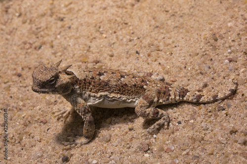 Desert Horned Lizard (Phrynosoma platyrhinos). photo