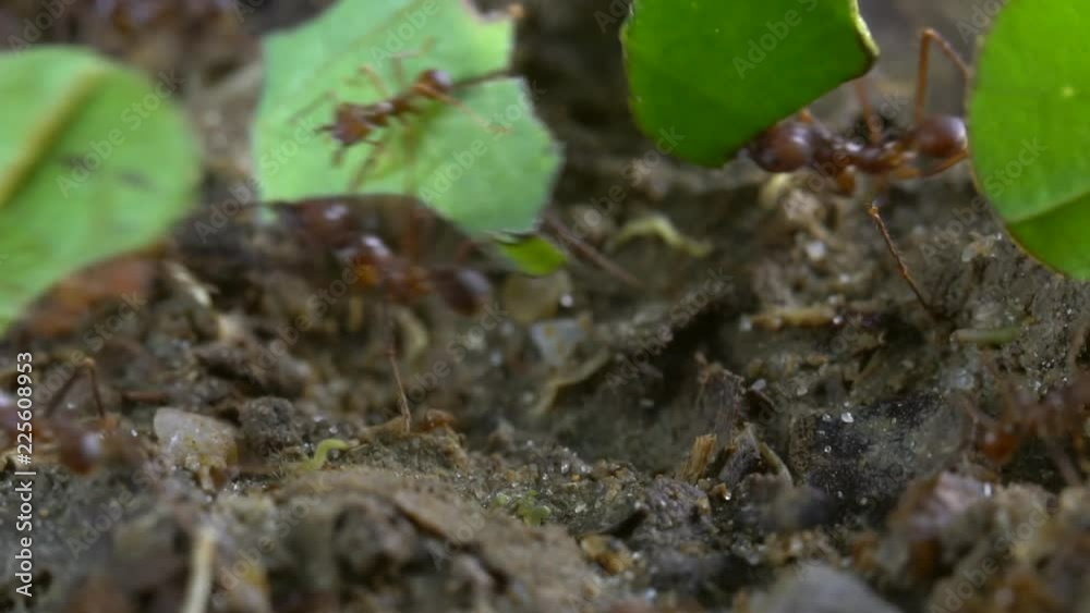 Slow motion shot of leaf cutter ants (Atta sp.) carrying pieces of leaves to their nest in the rainforest, Ecuador. Tiny workers (minims) are riding on the leaves. Slow motion shot of leaf cutter ants (Atta sp.) carrying pieces of leaves to their nest in the rainforest, Ecuador. Tiny workers (minims) are riding on the leaves.
