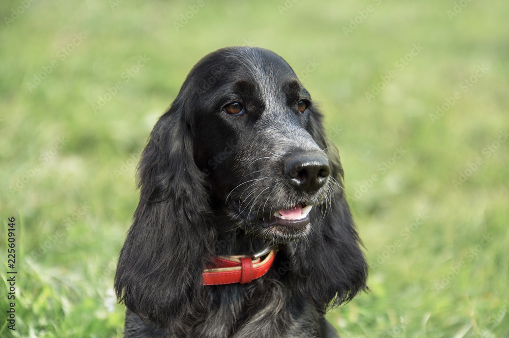 Portrait of a dog Russian Spaniel on the background of a green field.