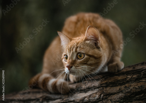 Photography Ginger red tabby cat in the forest