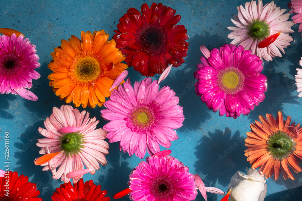 Hay muchas flores de colores en el agua. foto de Stock | Adobe Stock
