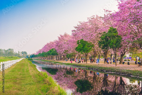 Tabebuia rosea is a Pink Flower neotropical tree in Nakhon Pathom, Thailand on February 22, 2016