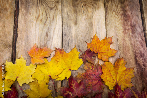 Thanksgiving background with fall maple leaves, copy space