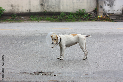 white dog with a collar on the street